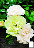 Роза мелкоцветковая (спрей) "Green Ice"(саженец класса АА+) высший сорт