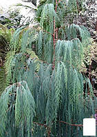 Кипарис Кашмирский 3-х летний (Cupressus Cashmeriana) С1,5 высота 70-80см