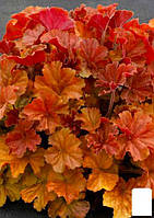 Гейхера (Heuchera) "Northern Exposure Amber"