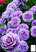 Роза плетистая с насыщенно-голубым оттенком "Вселенная" (Universe) (саженец класса АА+)