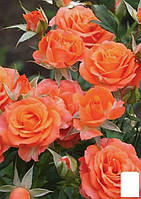Троянда дрібновоцвіткова (спрей) "Алегія" (саженець класу АА+) вищий сорт
