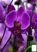 Орхидея (Phalaenopsis) "Purple"