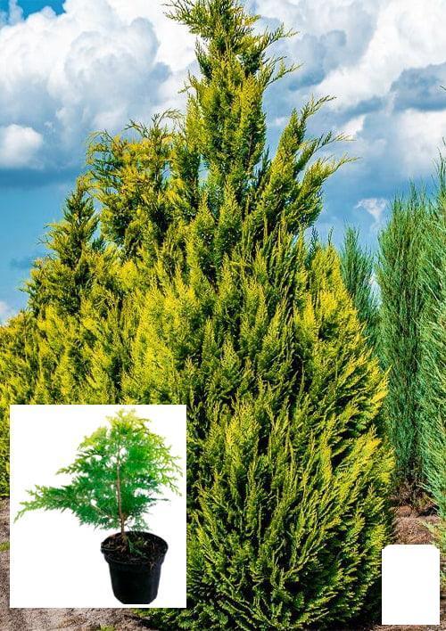 Кипарисовик Лавсона 