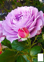 Роза флорибунда "Novalis" (саженец класса АА+) высший сорт