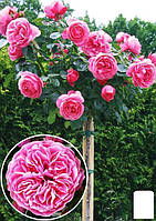 Роза штамбовая "Леонардо да Винчи" (саженец класса АА+) высший сорт