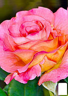 Эксклюзив! Роза английская розово-желтая "Подарок" (Present) (саженец класса АА+, премиальный высокорослый