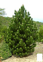 Сосна пирамидальная Румелийская "Pinus Peuce"