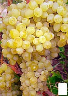 Виноград "Цитронний" (кішміш, середньо-ранний термін дозрівання, маса грона 600-800 г)