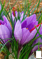 Crocus Sativus (Шафран) (размер 5/6, большой)