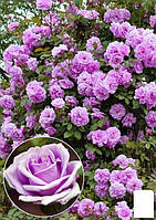 Эксклюзив! Роза плетистая нежно-фиолетовая "Красотка" (Beautiful) (саженец класса АА+, премиальный