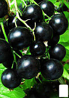 Смородина черная "Гоферт" (Gofert) (ранний срок созревания, высокоурожайный сорт)