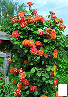 Трояндиста "Жовтогаряче сонечко" (саженець класу АА+) вищий сорт