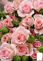 Роза мелкоцветковая (спрей) "Грация розовая" (саженец класса АА+) высший сорт