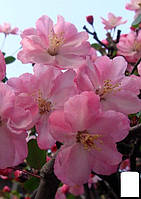 Сакура кустовая (Prunus incisa) "Paean"