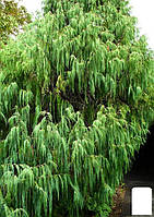 Кипарис Гималайский 3-х летний (Cupressus Torulosa) С1,5 высота 70-80см