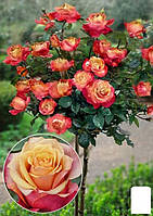 Роза штамбовая "Cherry Brendy" (саженец класса АА+) высший сорт