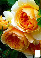 Эксклюзив! Роза английская оранжево-белая "Сказочница" (Fairy Tale) (саженец класса АА+, премиальный ароматный