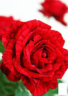 Роза чайно-гибридная "Ред Интуишн"