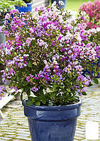 Лагерстремия индийская сирень "With Love Eternal" (Lagerstroemia indica With Love Eternal)