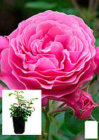 Роза в контейнере плетистая "Pink Mushimara" (саженец класса АА+)