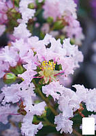 Лагерстремия индийская сирень "With Love Babe" (Lagerstroemia indica With Love Babe)