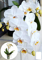 Орхидея (Phalaenopsis) "White"