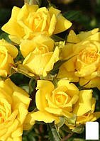 Роза мелкоцветковая (спрей) "Еллоу Бейби" (Yellow Babe®)(саженец класса АА+) высший сорт