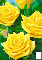 Роза чайно-гибридная "Ландора" (саженец класса АА+) высший сорт