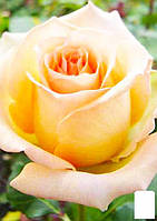 Роза чайно-гибридная "Версилия" (саженец класса АА+) высший сорт
