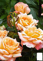 Роза английская "Сэр Ланселот" (саженец класса АА+) высший сорт