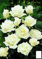Роза чайно-гибридная "Аваланж" (очень ароматная!) (саженец класса АА+) высший сорт
