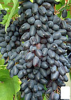 Виноград "Одесский Сувенир" (средне-поздний срок созревания, имеет высокой и стабильный урожай
