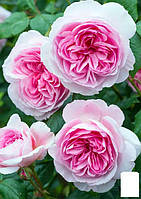 Эксклюзив! Роза английская белая с розовой серединой "Сладкая палитра" (Sweet palette) (саженец класса АА+,