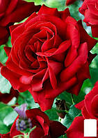 Роза чайно-гибридная "Кардинал" (саженец класса АА+) высший сорт