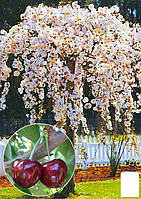 Черешня Плакучая (Weeping cherry) (возраст от 2-х лет, высота 150-190см)