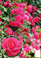 Роза плетистая "Laguna" (саженец класса АА+) высший сорт