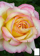 Троянда чайно-гібридна "Глорія Дей" (саженець класу АА+) вищий сорт