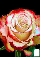 Роза чайно-гибридная "Свитнесс (саженец класса АА+) высший сорт