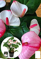 Антуриум (Anthurium) "Pr Am Elegans"