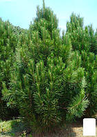 Сосна Чёрная "Nigra" (Pinus Nigra) горшок P9