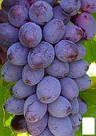 Виноград "Юпітер" (кішміш, ранній термін дозрівання, морозостійкість до -270С)