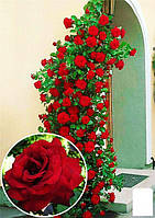 Роза плетистая "Мушимара" (саженец класса АА+) высший сорт