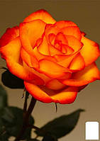 Троянда чайно-гібридна "Сонечко" (саженець класу АА+) вищий сорт