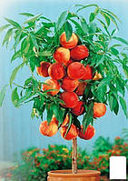 Эксклюзив! Персик колоновидный желто-красный "Тотем садовода" (Totem gardener) (премиальный летний