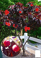 Нектарин колоновидный краснолистный "Honey Red"