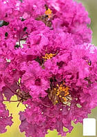 Лагерстремия индийская сирень "With Love Kiss" (Lagerstroemia indica With Love Kiss)