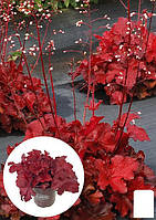 Гейхера (Heuchera) "Forever Red"