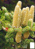 Пихта Греческая (Abies cephalonica) горшок P9