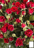 Троянда дрібновоцвіткова (спрей) "Червона" (саженець класу АА+) вищий сорт