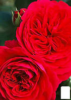 Роза флорибунда "Ред Леонардо" (саженец класса АА+) высший сорт